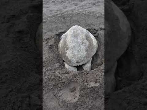 20210808 Olive Ridley Turtle Burying Nest