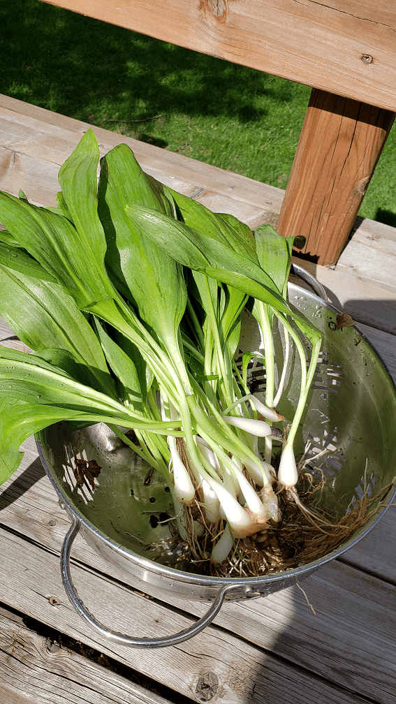 ramps are wild leeks