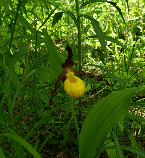 Yellow Lady Slipper Plant