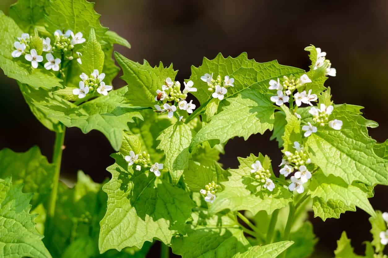 wild edible garlic is easily foraged, and qualifies in the unusual retirment hobbies category thanks in part to the slow food movement