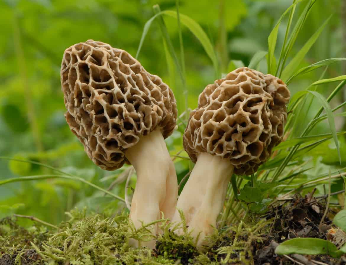 morel mushroom foraging qualifies in the unusual retirement hobbies category thanks t the slow food movement