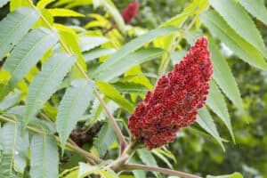 Hornstag Sumac