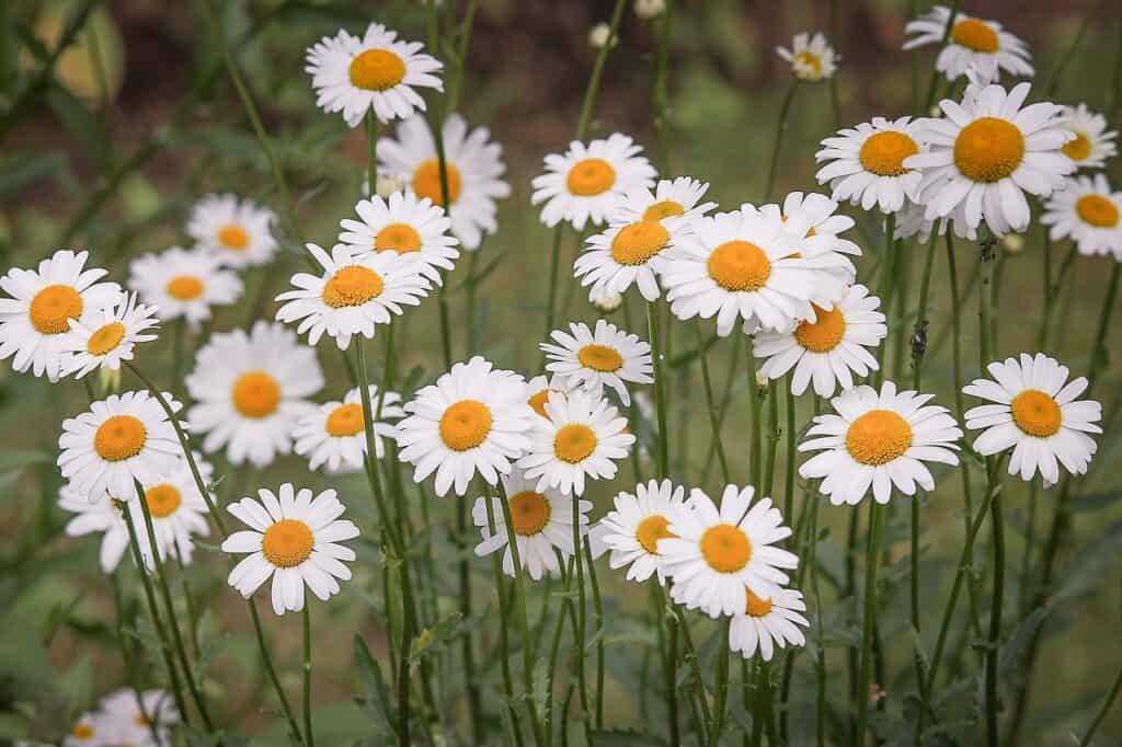 daisies, flower meadow, white-3439573.jpg