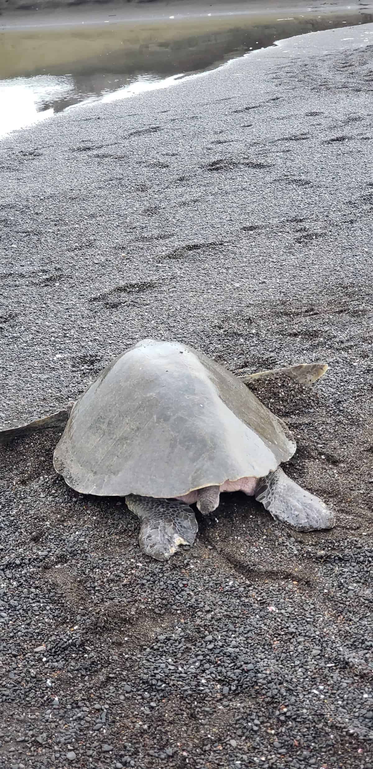 picture of a female Olive Ridley Sea Turtle burying her eggs. cover photo for the post about turtles in Costa Rica