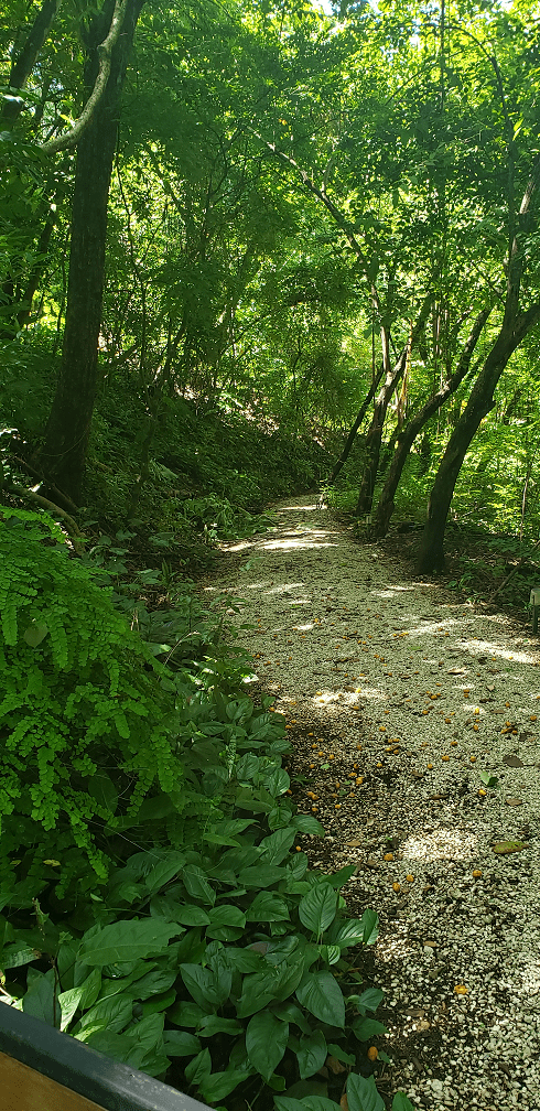 Hiking in Costa Rica, narrow path through the jungle
