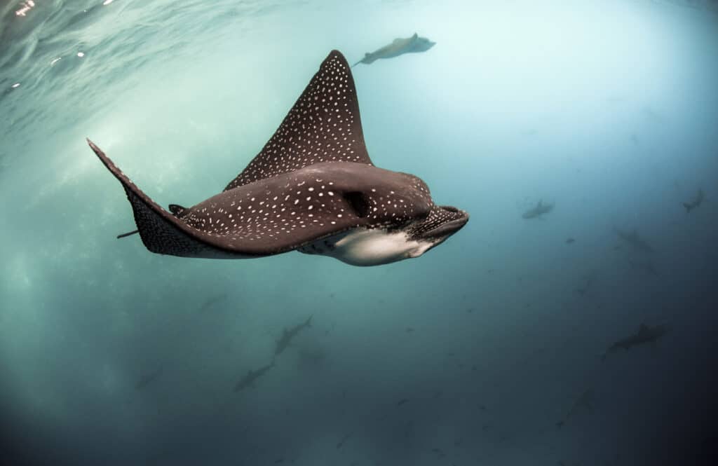 Spotted eagle rays swimming underwater in the Galapagos Islands
