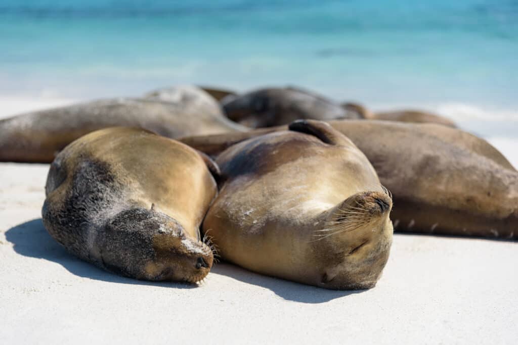 Sea Lion (Zalophus wollebaeki on the beach on Gardner Bay, Espanola, Galapagos Island, Ecuador, South America. Part of the Galapagos Island Tours for seniors