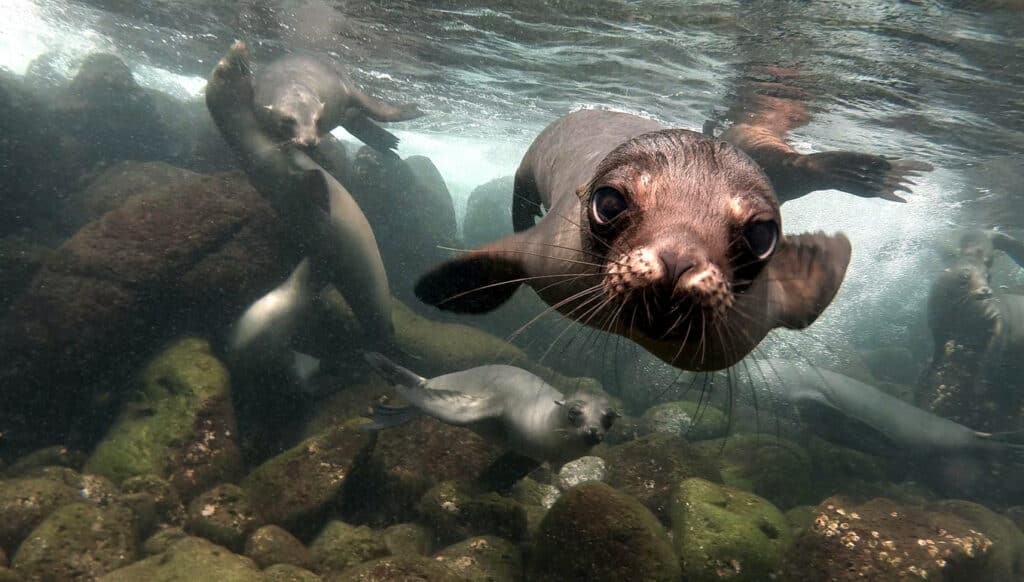 An underwater photo of curious sea lion getting closer and closer to the camera. In Galapagos you can see plenty of sea lions both on the beach and while scuba diving, while on a Galapagos Island Tour for seniors