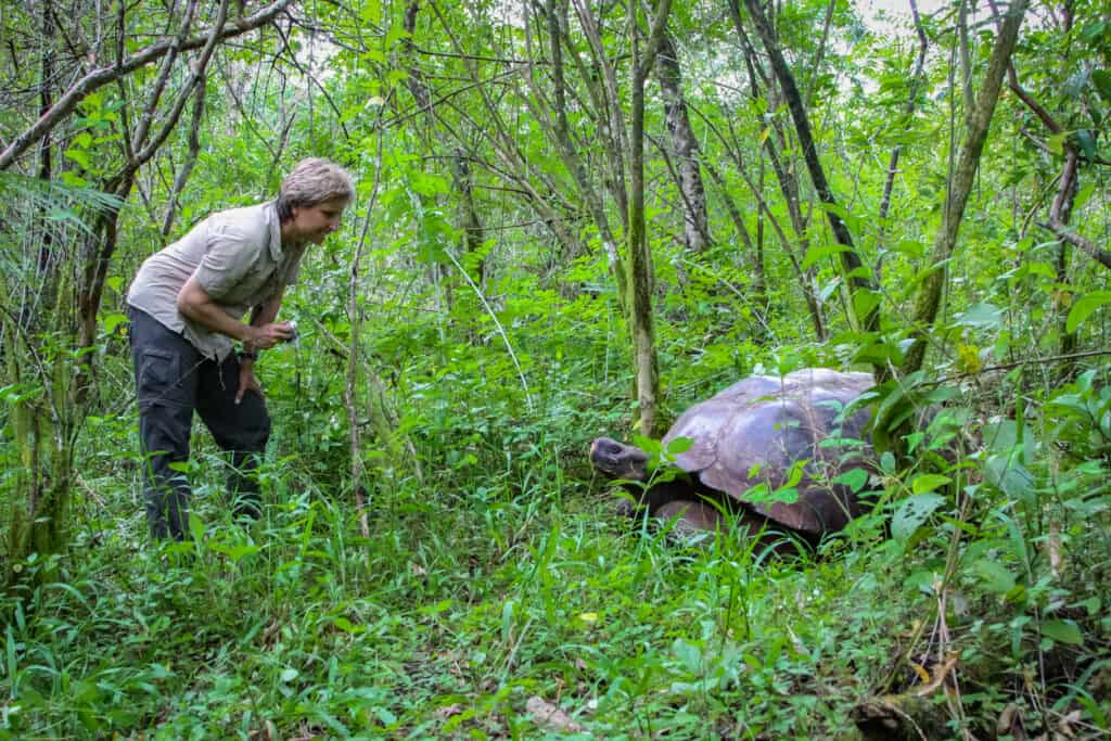 Santa Cruz, Galapagos, Female tourist with Galapagos giant tortoise in natural forest habitat. All part of the ideal Galapagos Island tours for seniors.