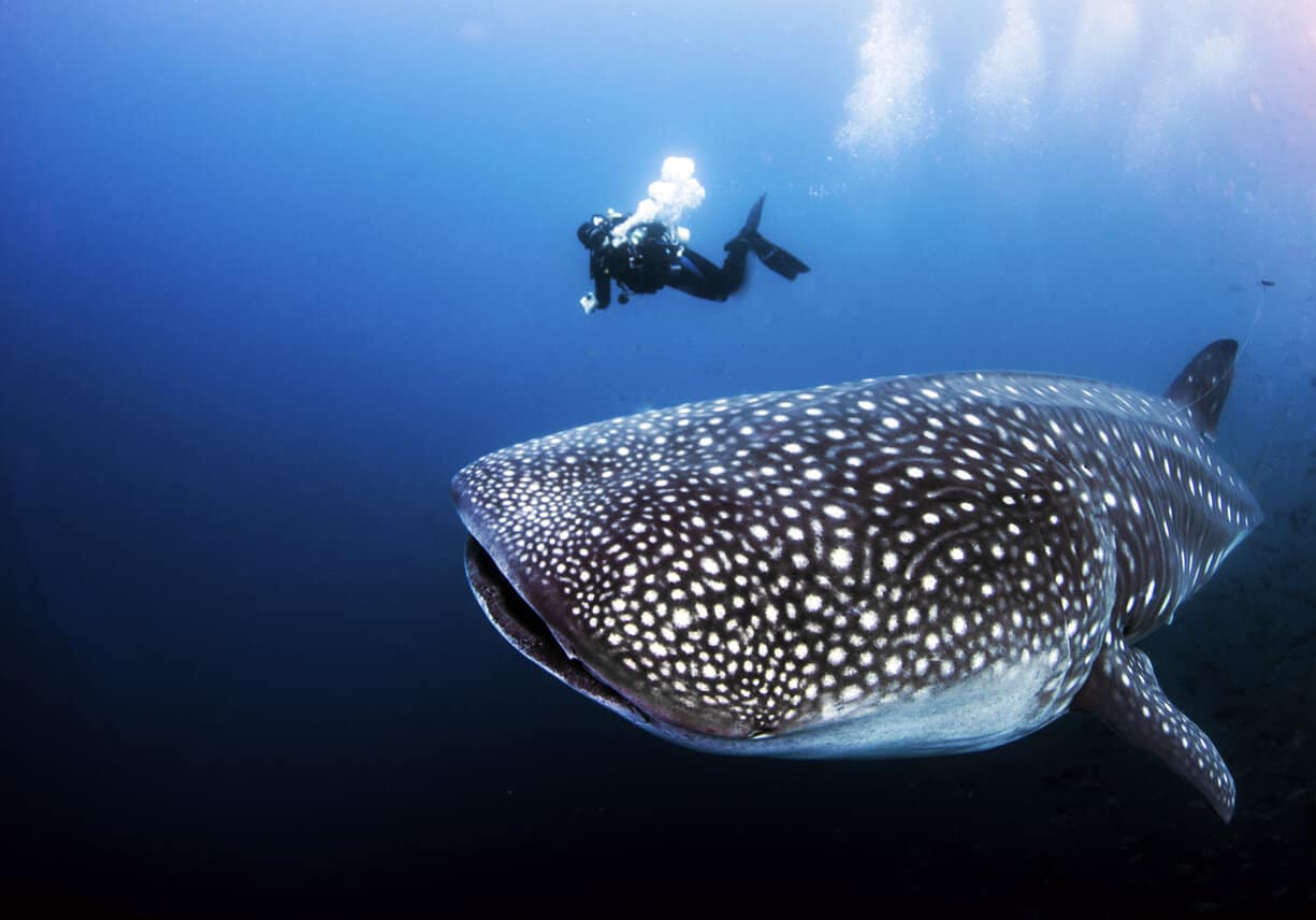 Great hobby for bothe retired men and women, SCUBA diving
