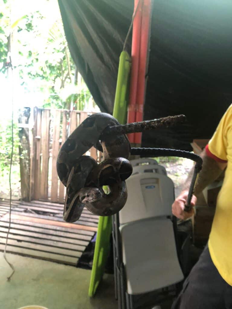 In Nosara, the local fire department is trained to remove snakes and crocodiles from local homes and neighbourhoods.