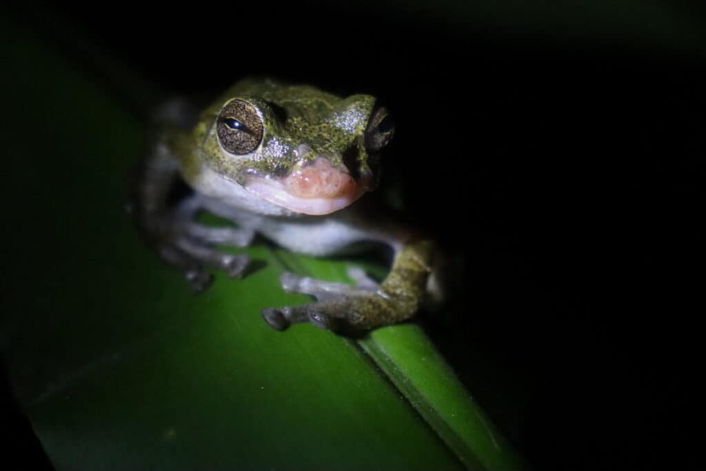 Frog, Monteverde, Costa Rica