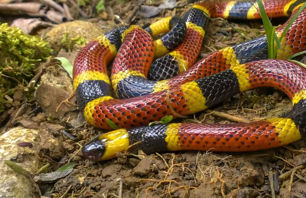 Poisonous Coral Snake, lead photo of the article Costa Rica Tours for Sniors - Should I Worry About Snakes?