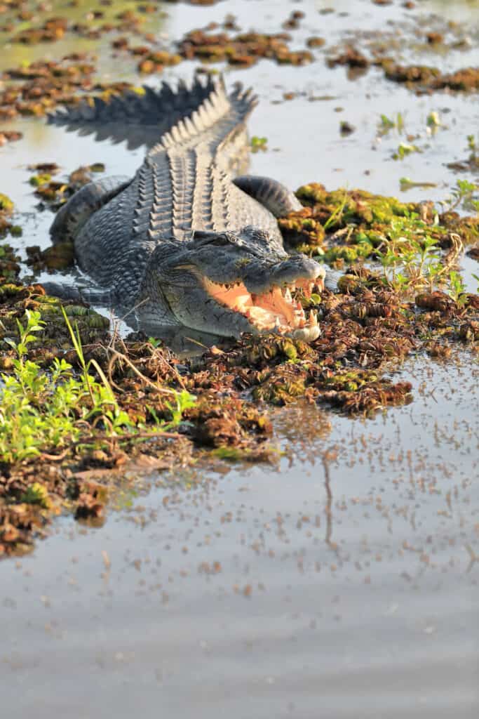 Large, menacing, adult male saltwater crocodile on the prowl in the aquatic-plant covered, shallow water of Yellow Water-Ngurrungurrudjba Billabong in the morning sun. Cooinda-NT-Australia. i-Stock photos