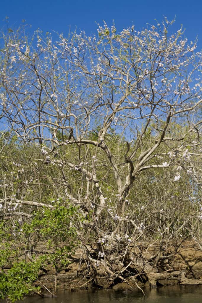tree in bloom along estuary