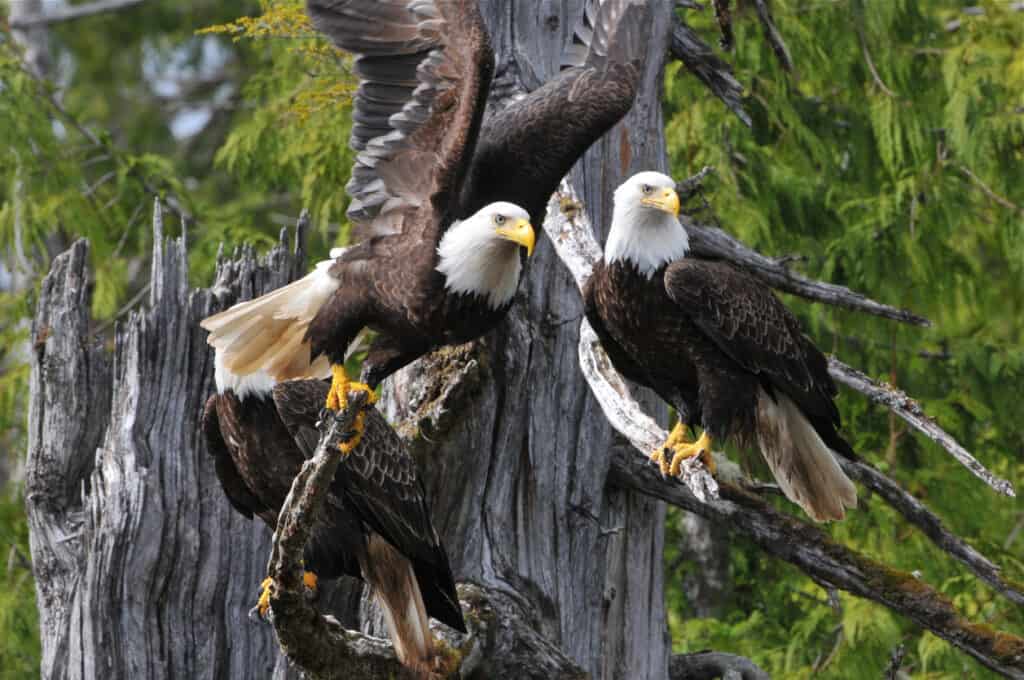 "Two Bald Eagles, one flying off of a branch near Ketchikan, Alaska" just some of what you'll see on an e-bike tour for seniors