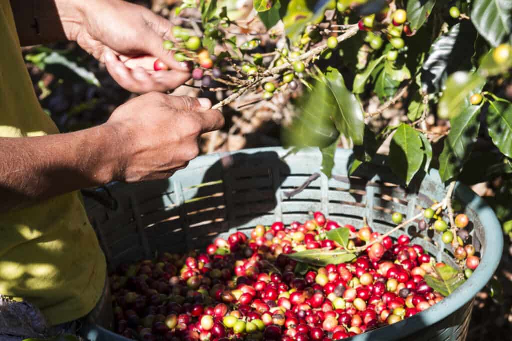 Farmer harvesting coffee