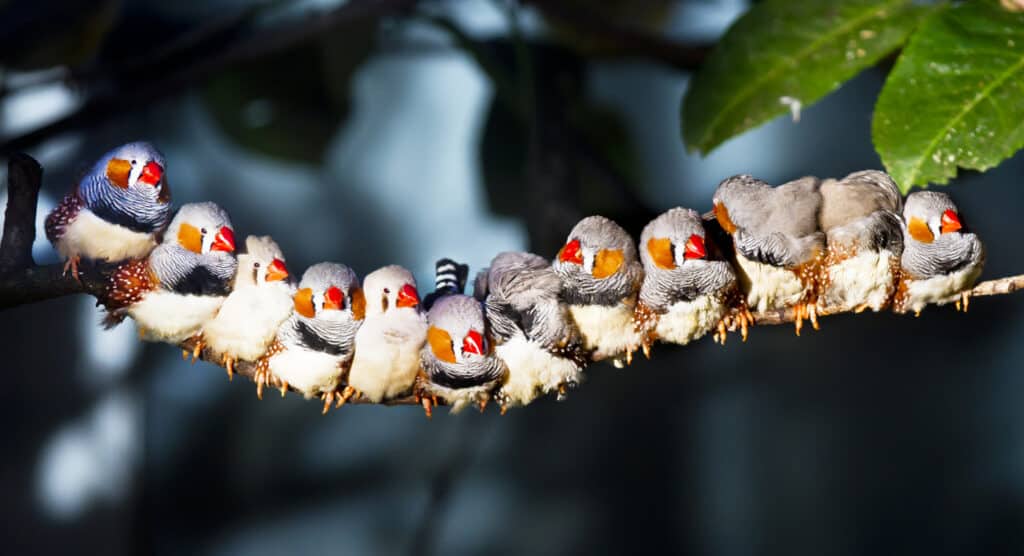 Twelve of Zebra Finch sitting together on a tree branch and sunning . Just some of the stunning wildlife you'll see on a Kakadu tour for seniors