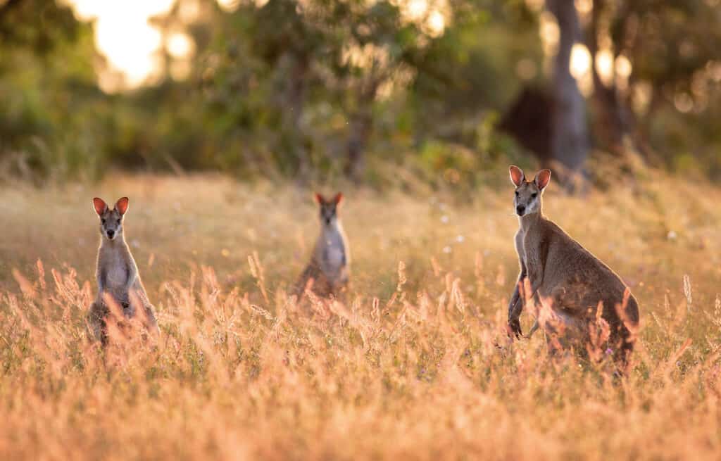 A trio of Sandy Wallabies captured at the Outback in the Northern Territory, Australia. As part of your Kakadu tour for sniors