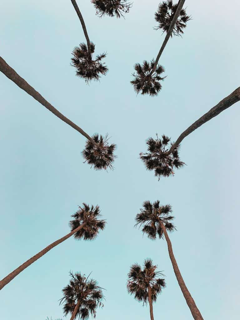 low angle photo of tall trees. photo by Erica Zhao Pexel