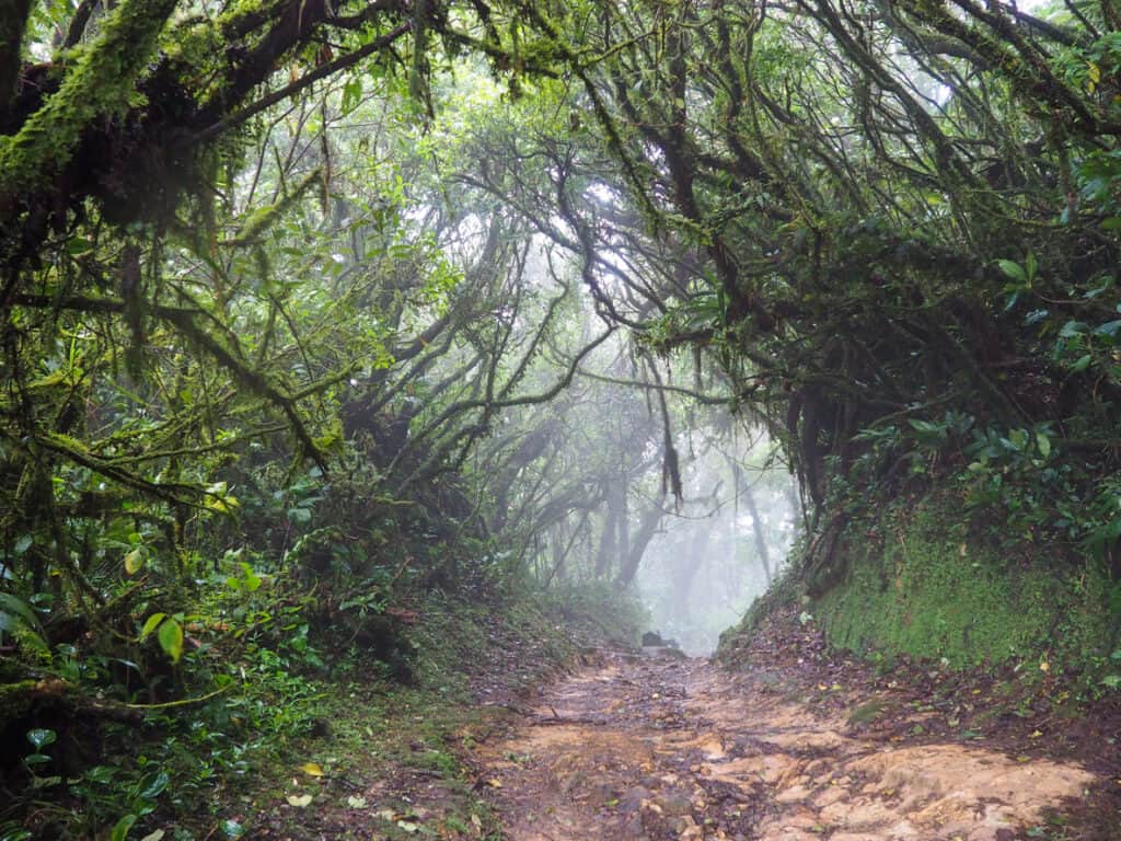 A narrow path in the Monteverde cloud forest, Costa Rica. This biodiversity is why Costa Rica is recognized as a great destination for a cultural immersion experience.