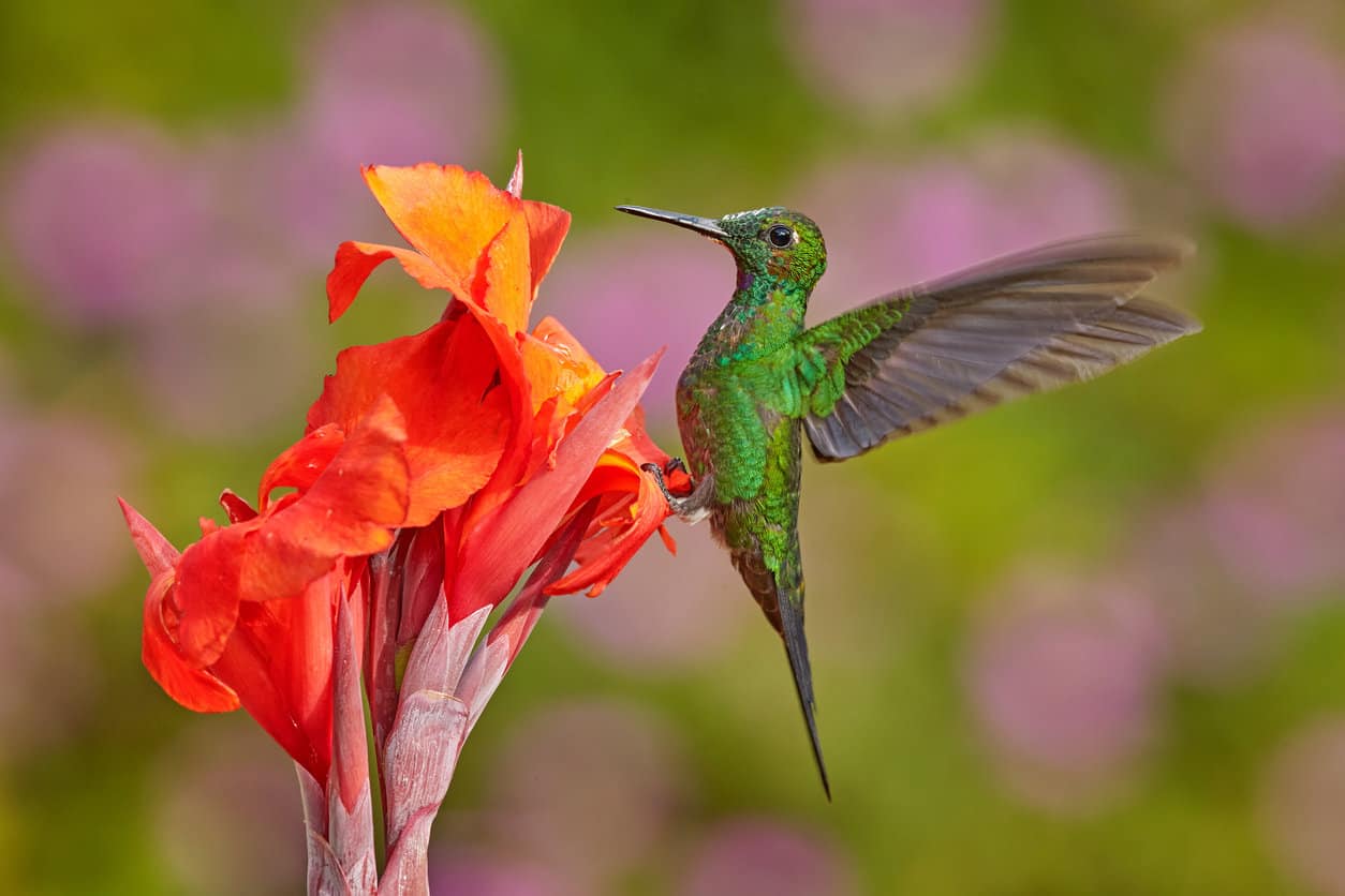 Birds Of Costa Rica Beautiful Birds In Beautiful Locations I M