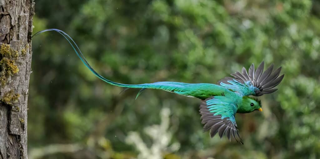 Male Quetzal flying from the nest, one of the many beautiful birds of Costa Rica. the National bird infact.