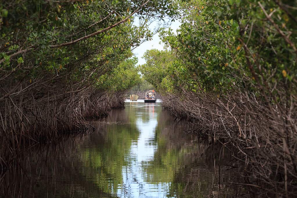 Airboat speeds through mangrove pathways in the swamp of the everglades in Everglade City, Florida. Just one of the many great Florida tours for active seniors.