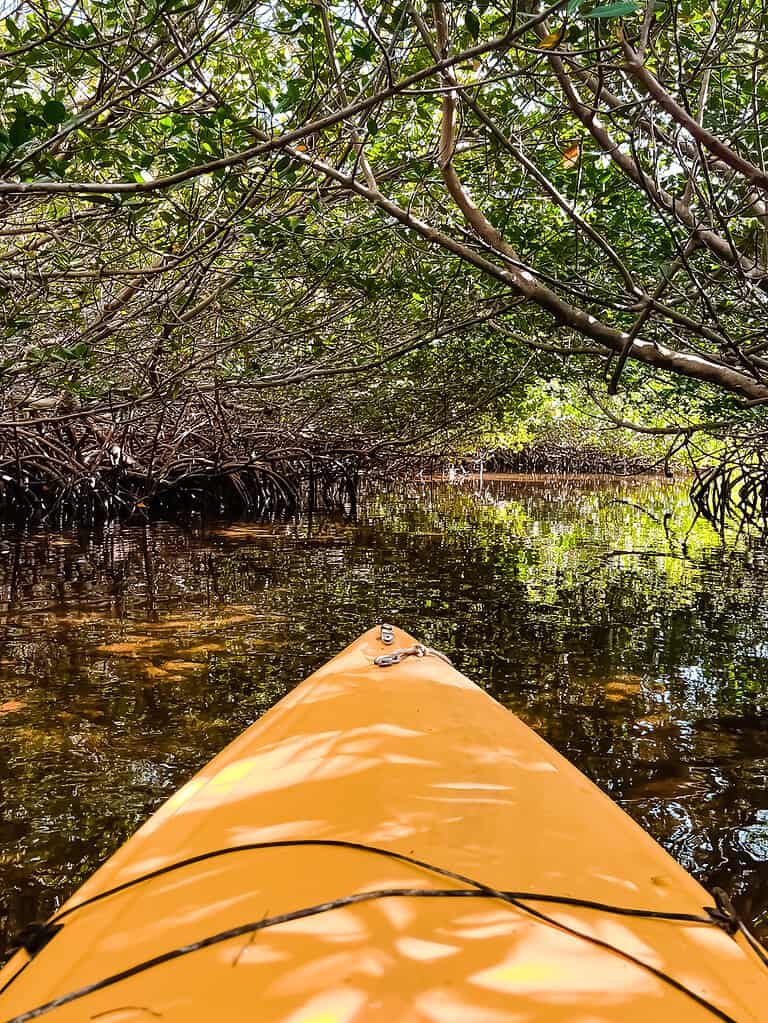 Yellow Kayak in Florida Mangroves