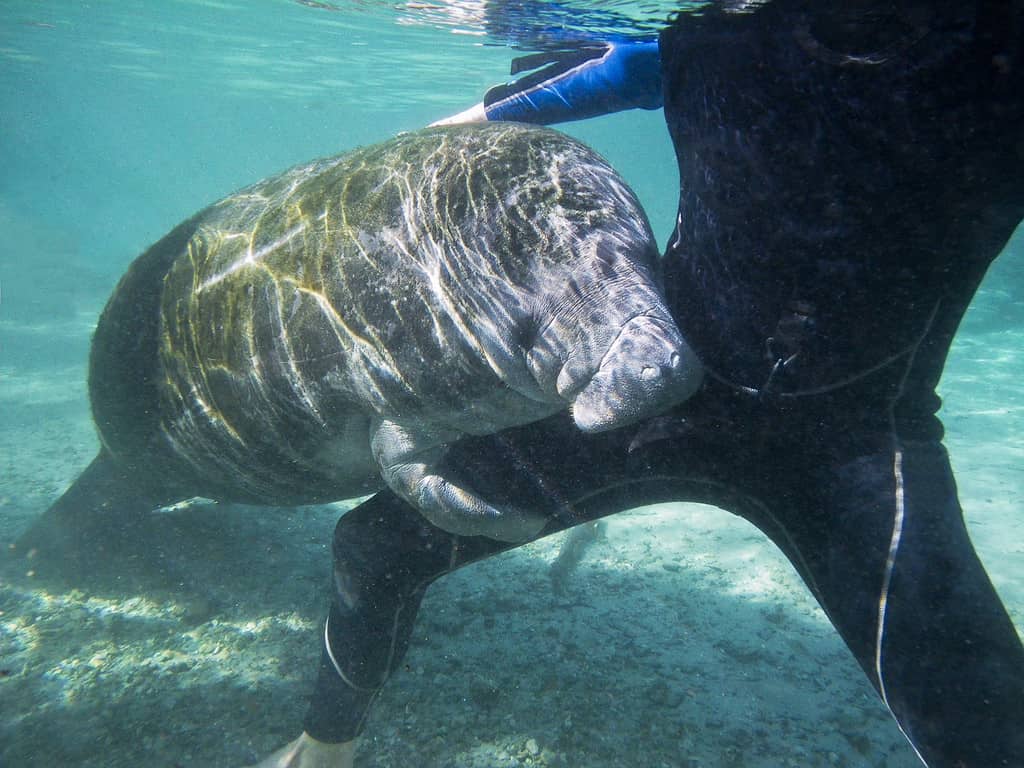 A friendly wild Florida Manatee, hugging a snorkeler at Three Sisters in Crystal River, Florida, USA. They are very friendly and come to people to get pet on their skin. This is my ideal Florida Tour for Active Seniors!