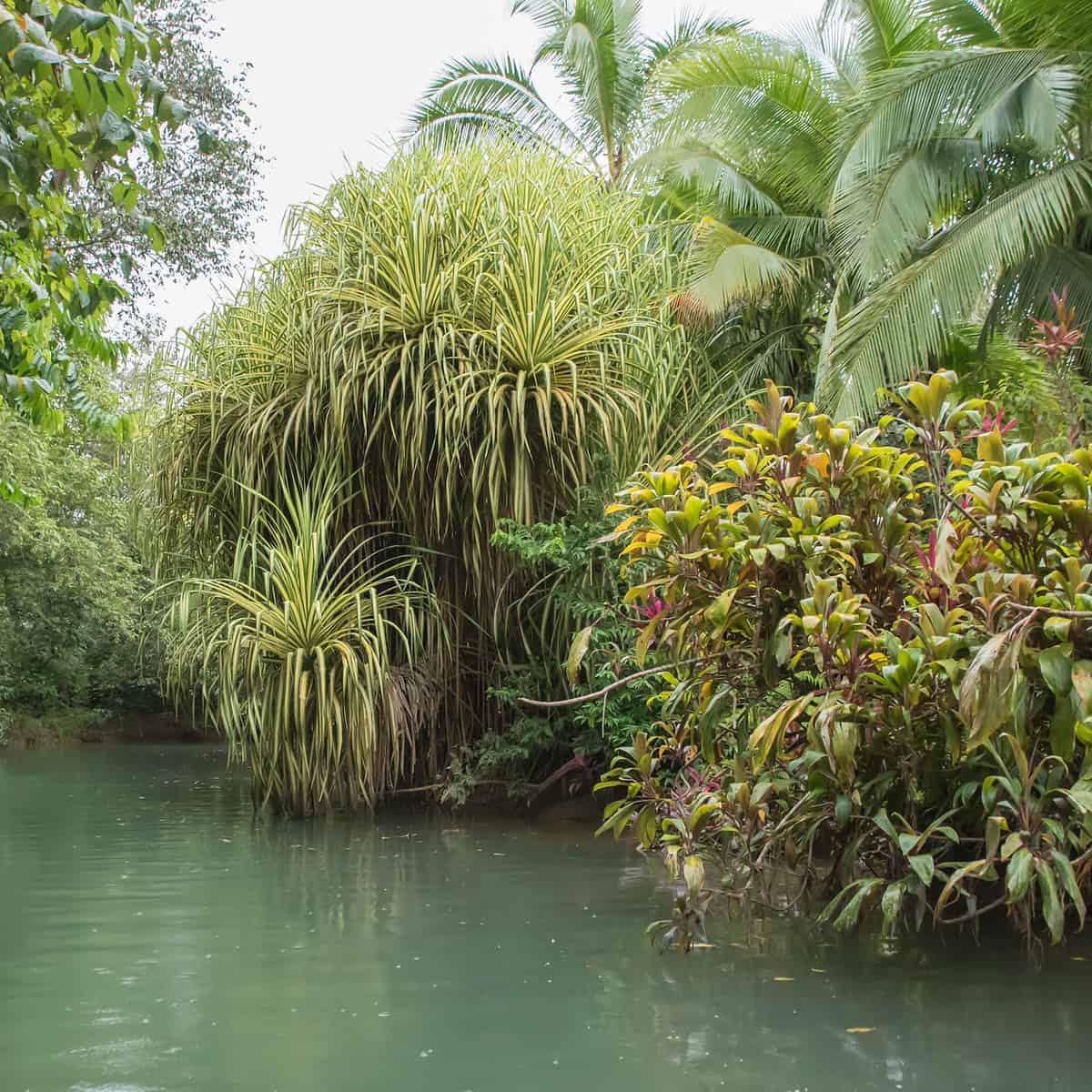 More rain but more green vegetation in the rainy season in Costa Rica. It is a paradise for nature lovers. Part of a great kayaking in costa rica tour