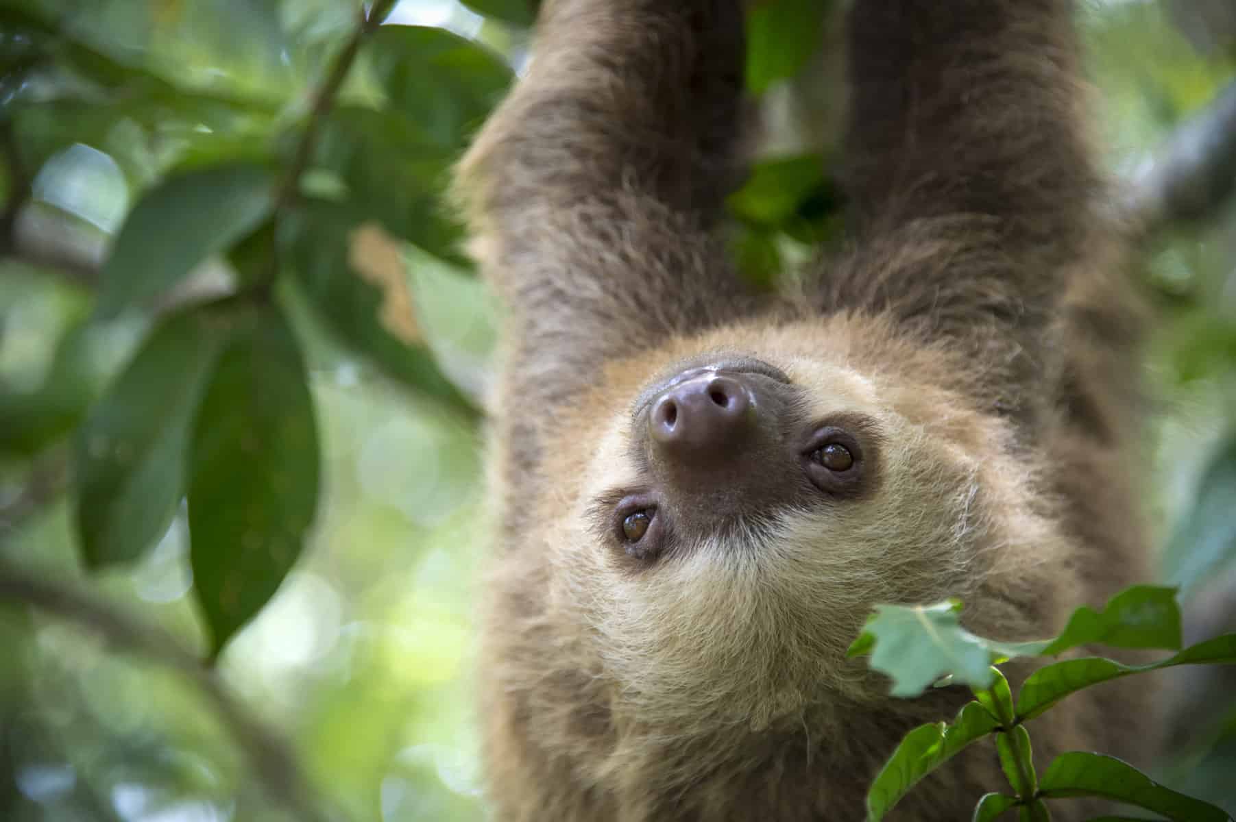 Two-toed sloth hanging from a tree in the jungle in Costa Rica. Best seen while on a kayaking tour in Costa Rica
