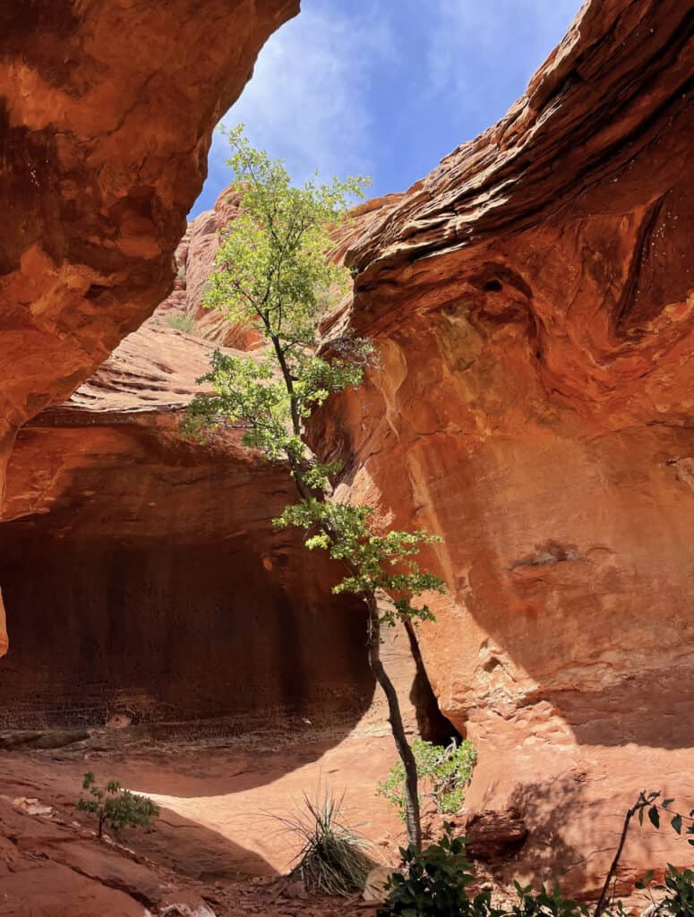 Kachina Tree Cave Sedona Arizona. Single tree growing toward the light in a red rock cave, hiking to it is one of the unique things to do in Sedona