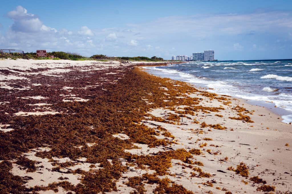 Red Tide in Florida: Safety Tips for Older Travellers - I'm Thinking of ...